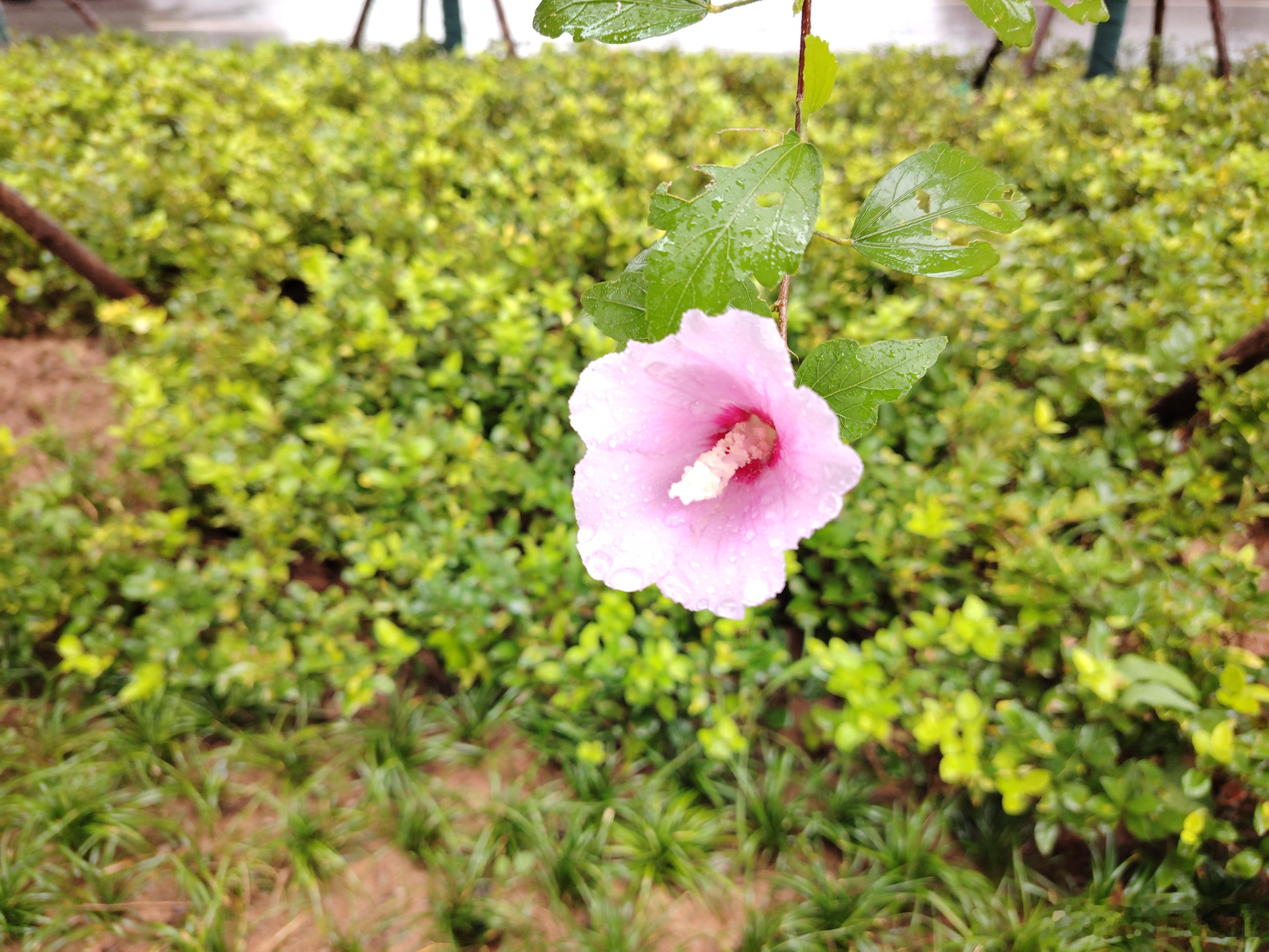 新华社客户端西安8月12日电（记者姜辰蓉）8月11日，西安市发布第一次野生植物资