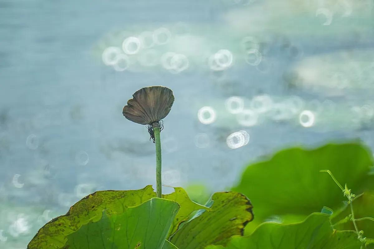 秋风乍起露华浓，
打残荷叶映清空。
野鸭戏水轻波荡，
孤舟随影入云中。

天边雁