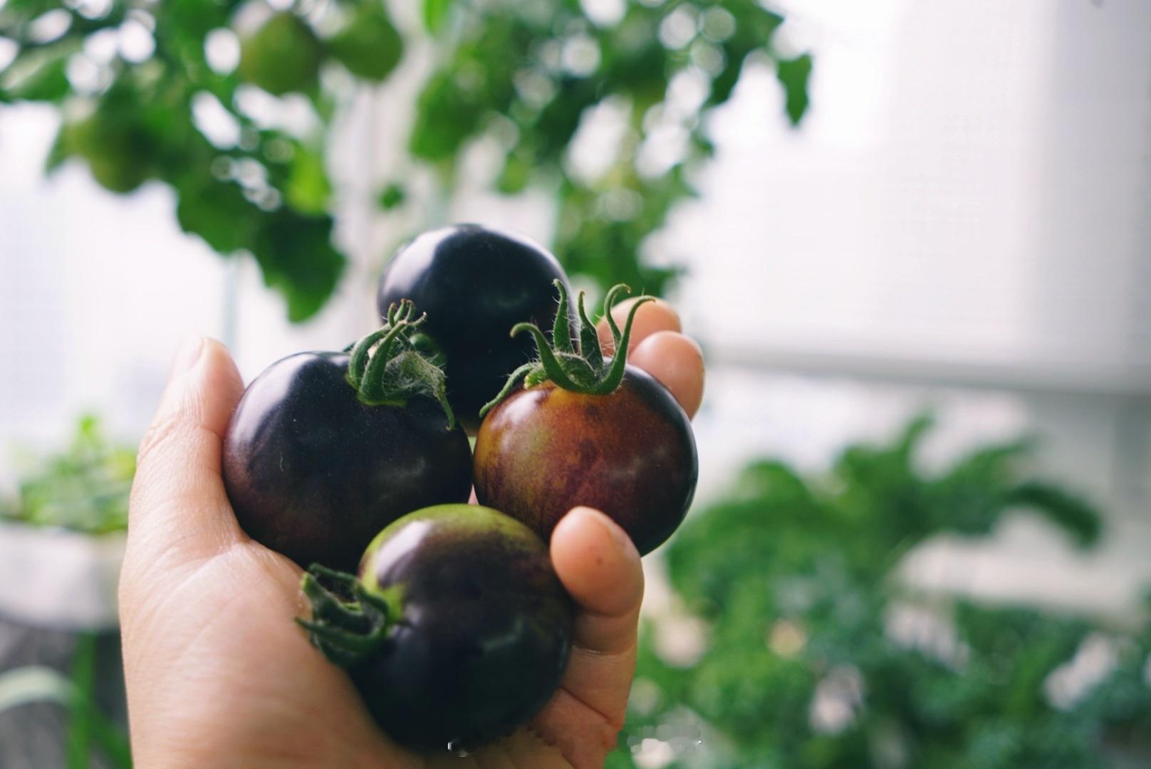 柿柿如意🍅大年初三🧧收获小西红柿🍅 