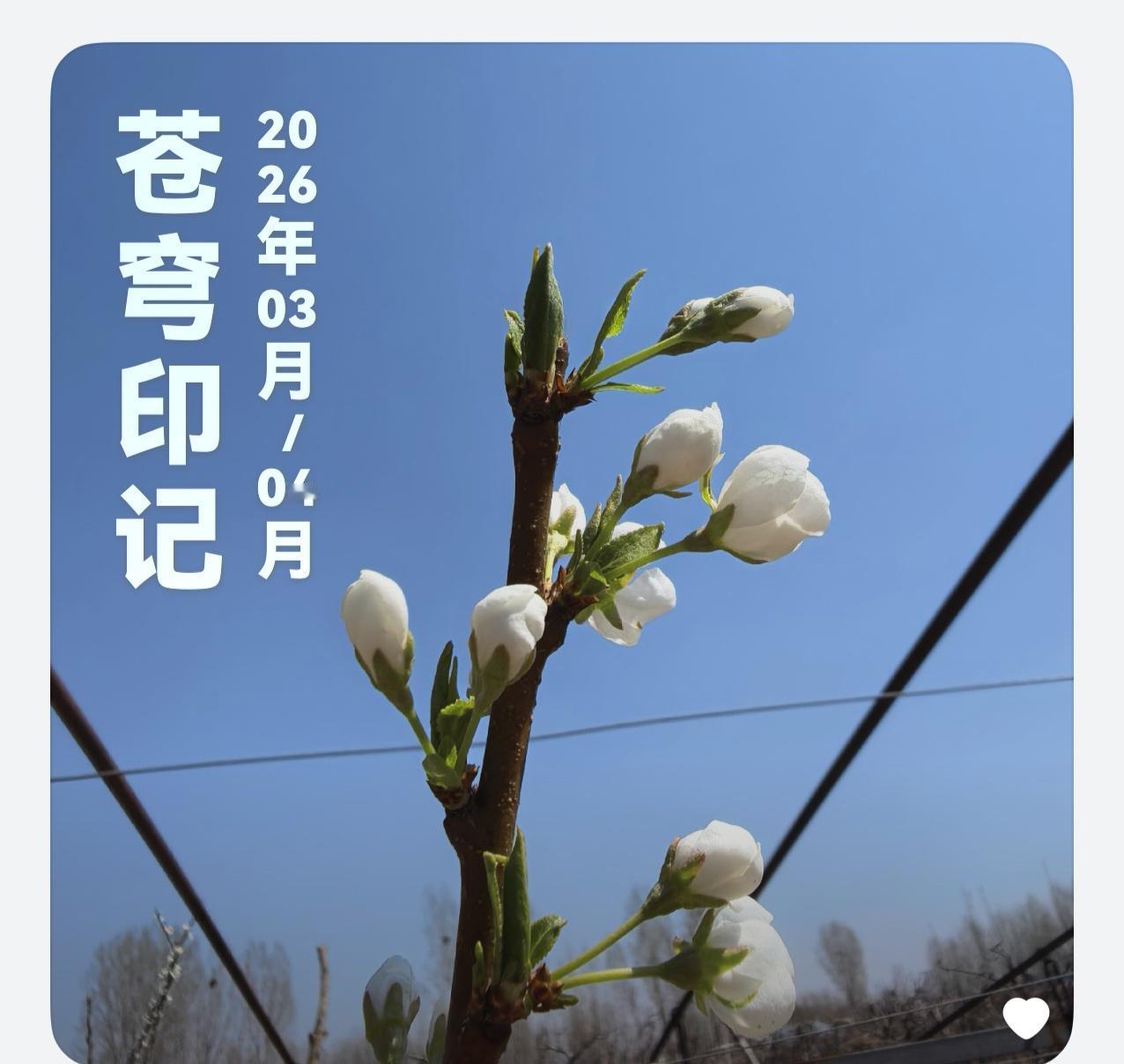 苍穹之下与春之约