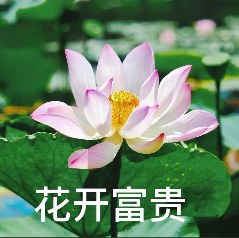会有人在意对方的头像吗？我的头像一直都是本人，你们呢 微信头像 第一印象
