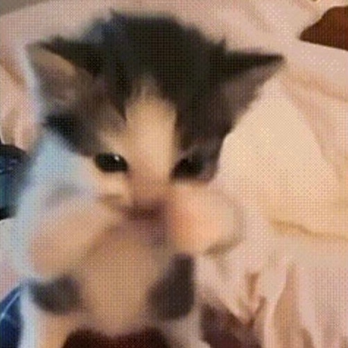 生而为猫 果咩纳塞  ^>⩊<^੭⑅ 