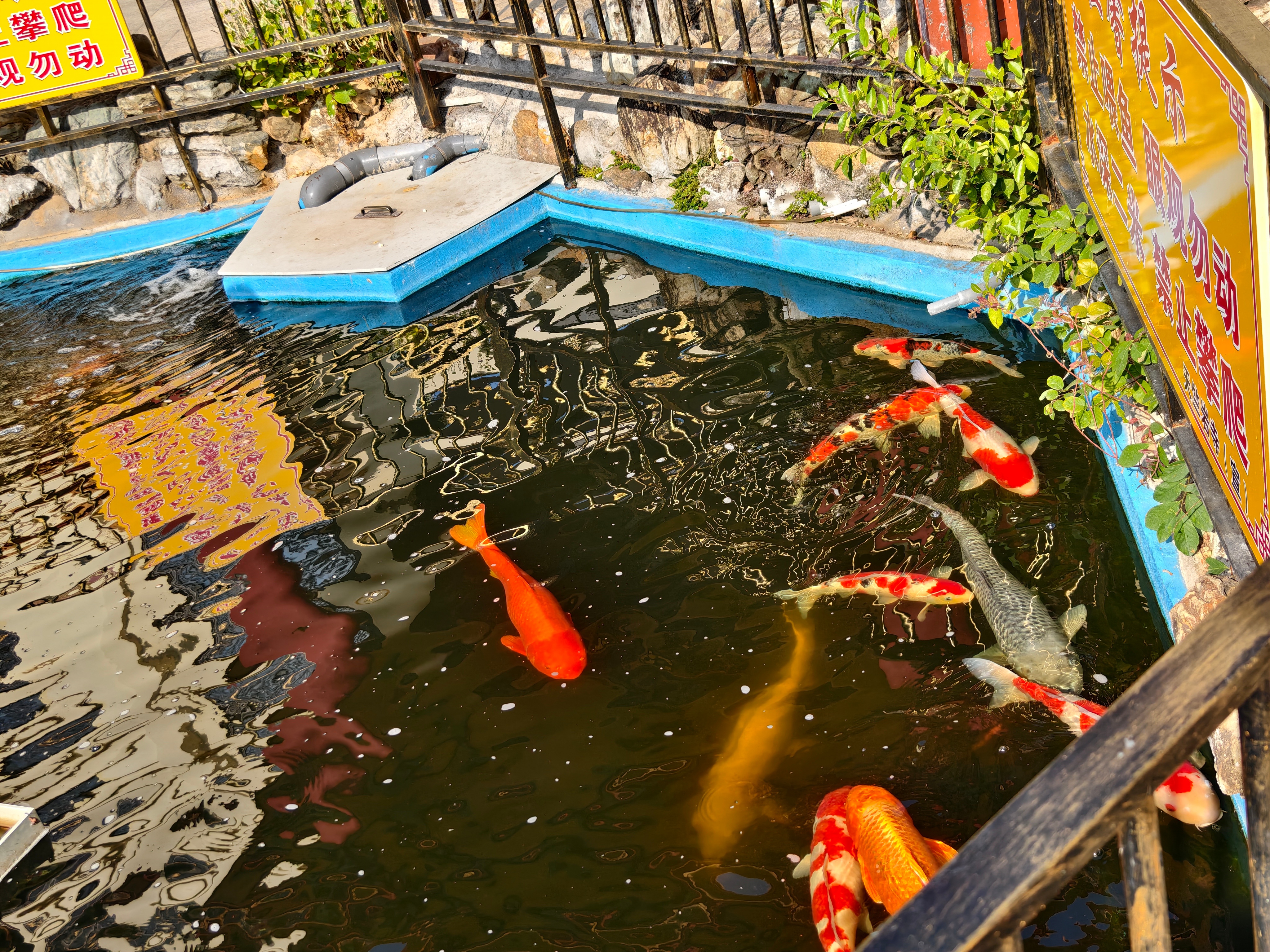 寺庙地方乱扔垃圾还在锦鲤池旁边