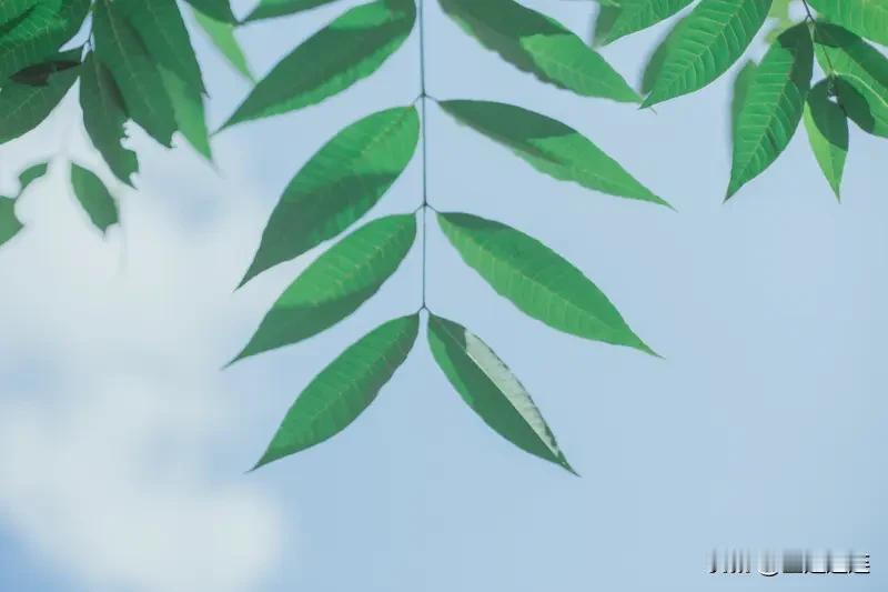 看到“轻风吹绿叶”这个上联，瞬间来了兴致。对联讲究对仗工整、意境相符，我觉得“细