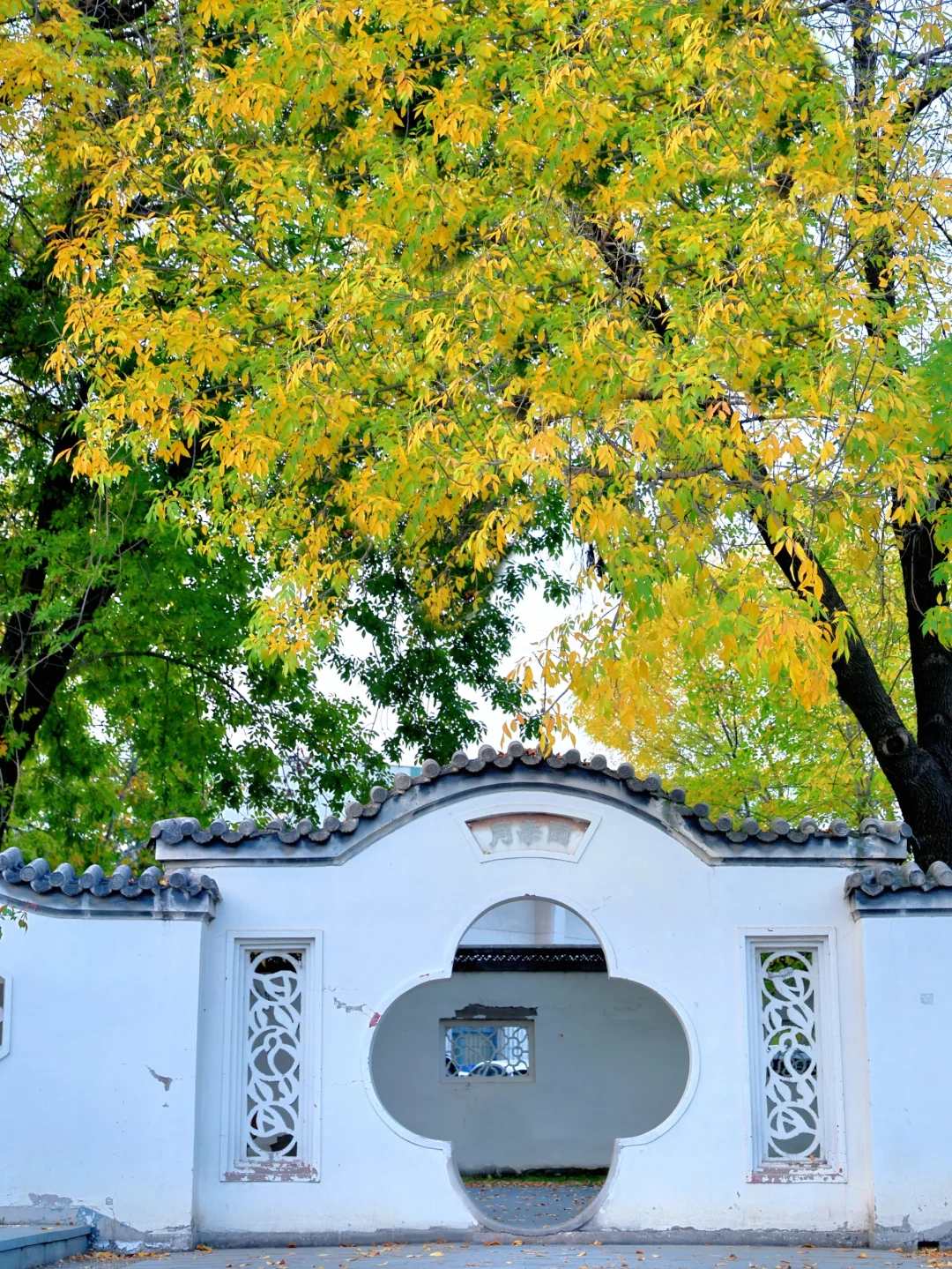 我在公园里！捡到了秋天🍂🍁🌰