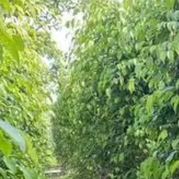 种植 🌲垂榕树小苗修剪方法如下：1. 在每年的3月份开始，可以给垂榕树进行修剪