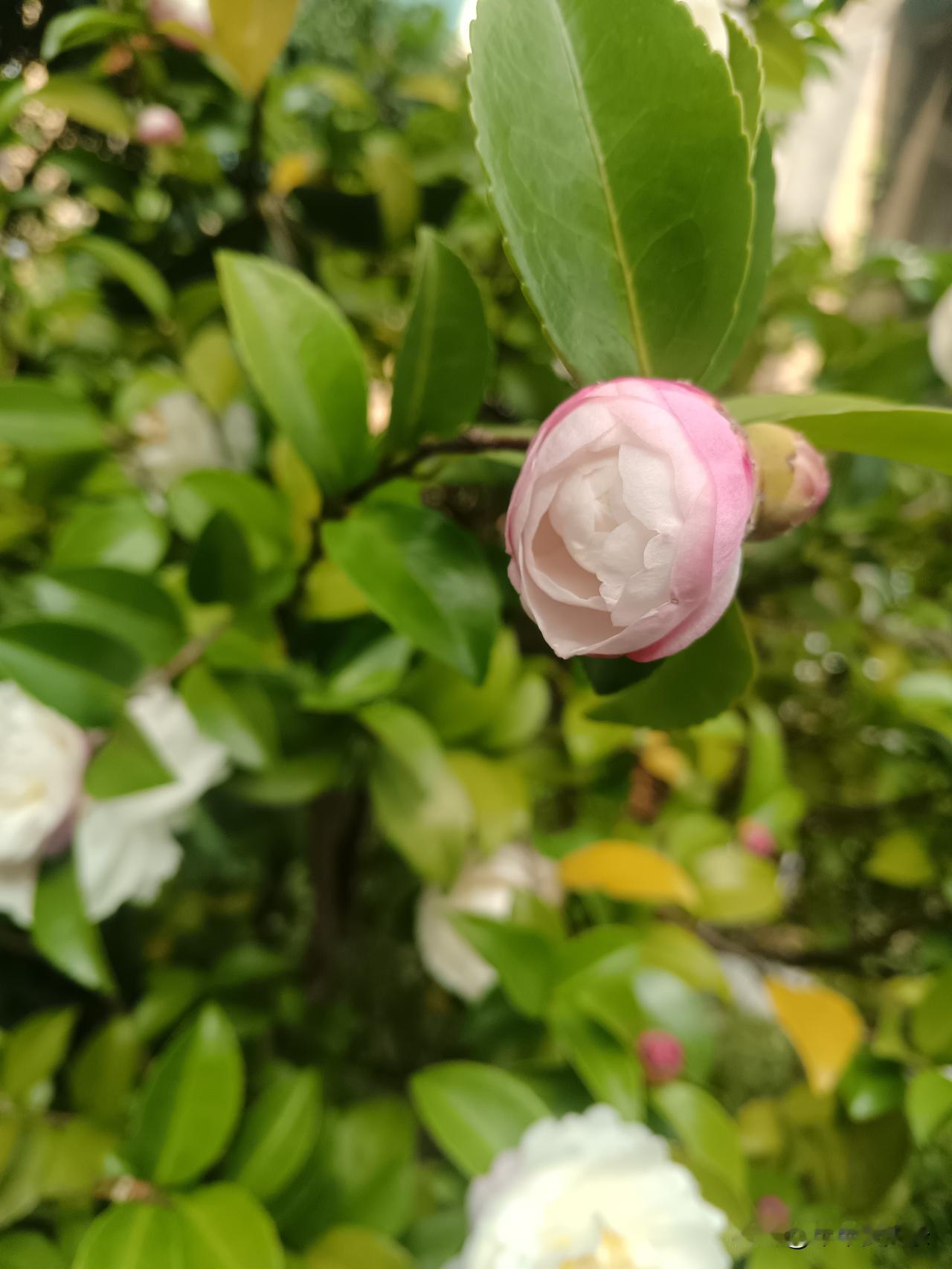 今天偶遇这个粉白相间的茶花，赶快掏出手机拍照留念。

茶花，是冬日里最温柔的守候