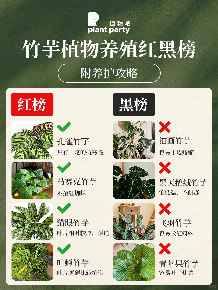 竹芋入坑收藏‼️竹芋红黑榜☘️新手也养不死‼️
