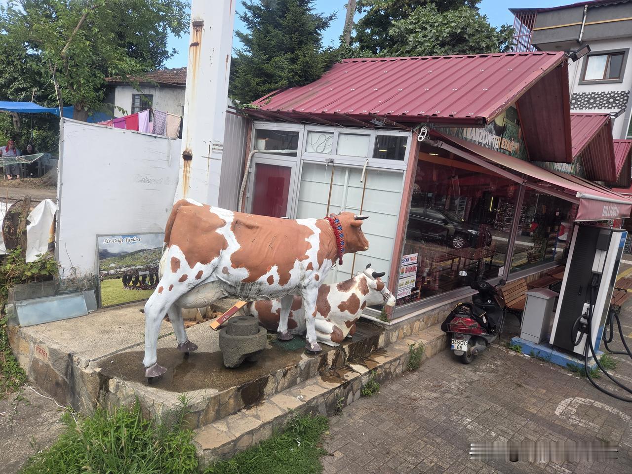 真牛🐮