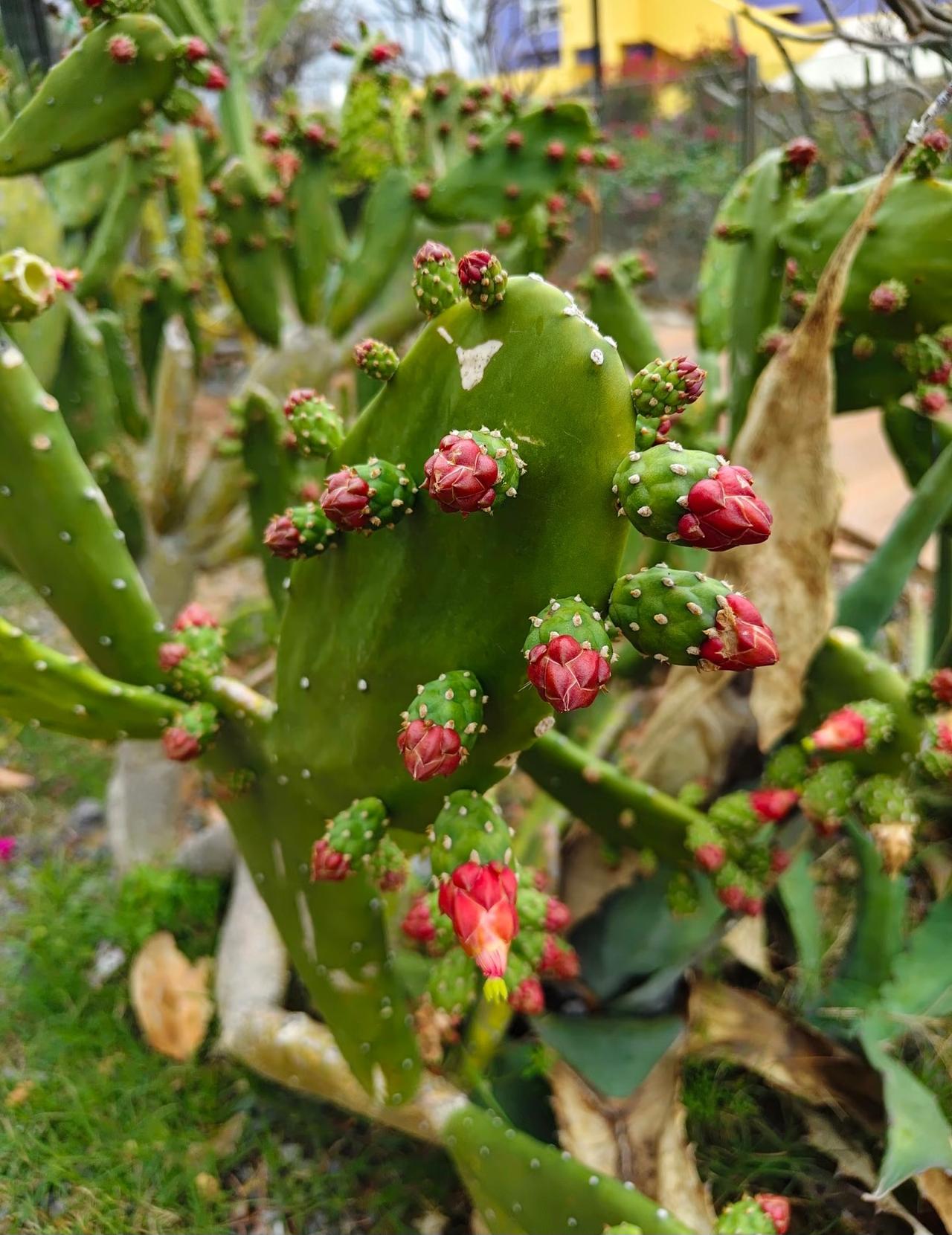 有人见过这种仙人掌吗？
来自朋友发的自己家种的仙人掌
看完后有点惊呆
看着应该是
