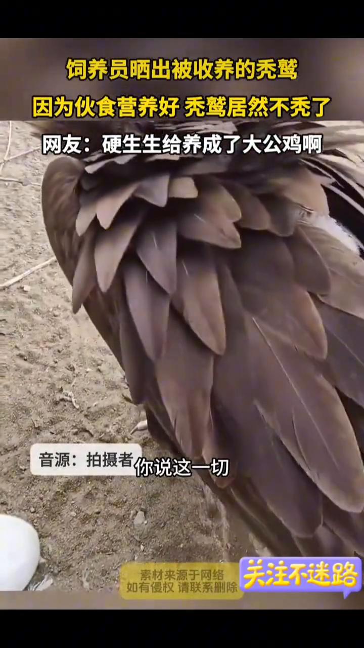 饲养员晒出被收养的秃鹫，因为伙食营养好秃鹫居然不秃了。网友：硬生生给养成了大公鸡