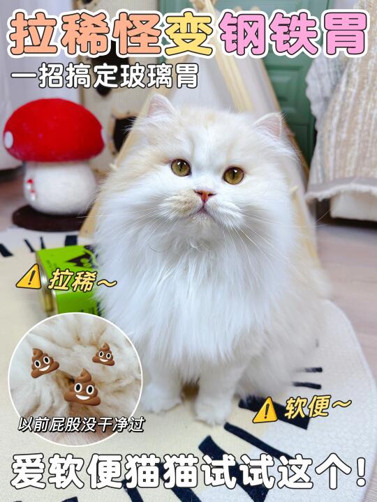 玻璃胃小猫拉稀！怎么养成钢铁胃！