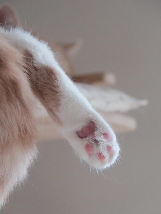 闻到小猫味了！！！