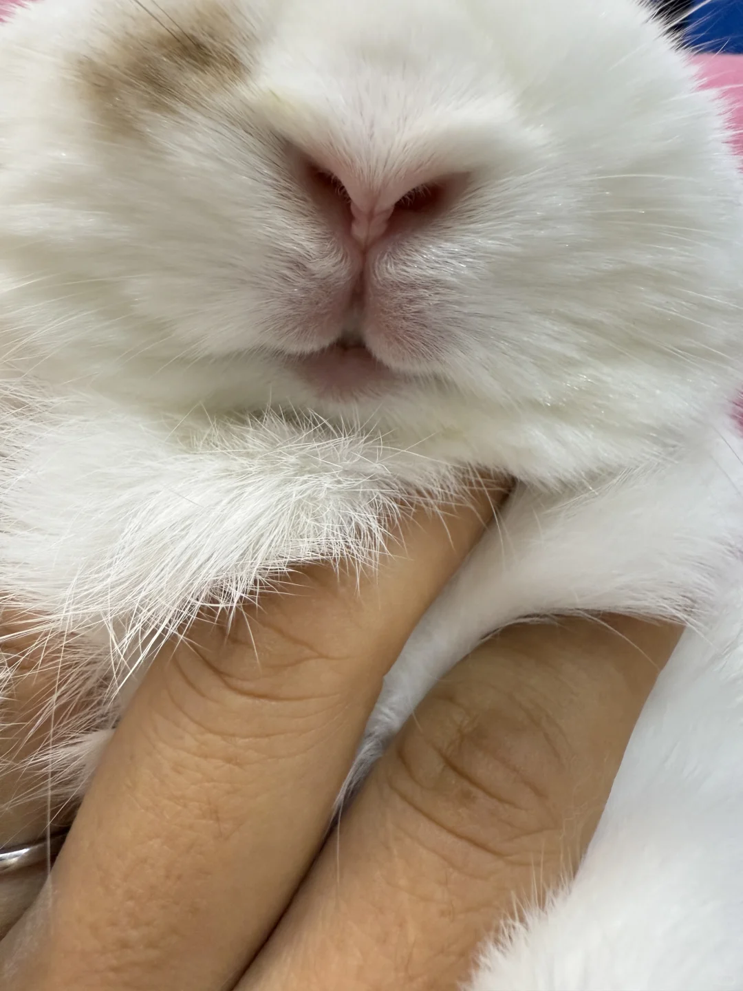 发兔子也会被限流吗