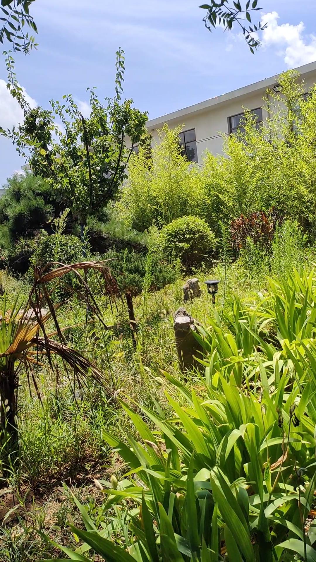 夏日生活打卡季夏日小院满目青翠，凉亭微风徐徐。闲坐于此，看云卷云舒，日子过得舒心