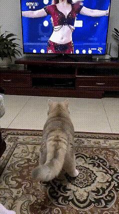 这猫咪，成精了[捂脸]