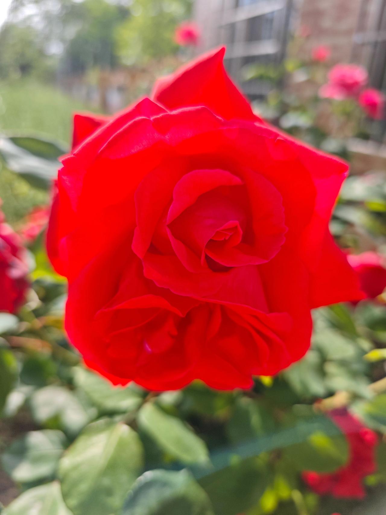 好漂亮的月季玫瑰