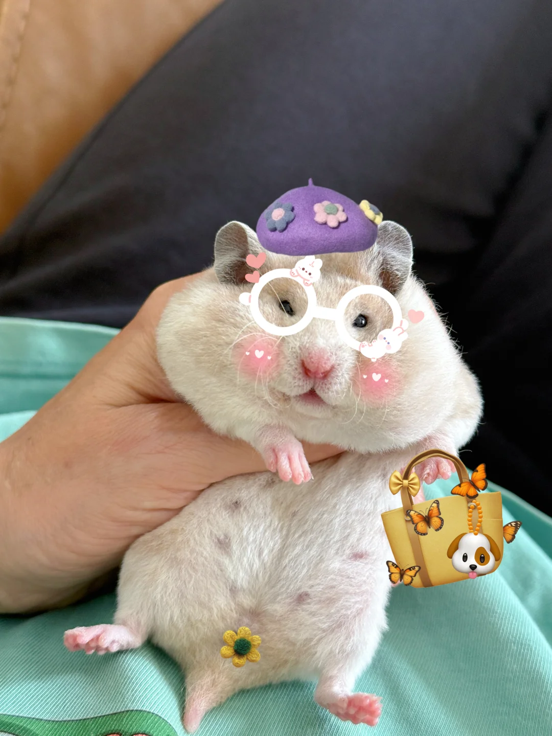 救命啊，好爱这只胖胖的鼠鼠~