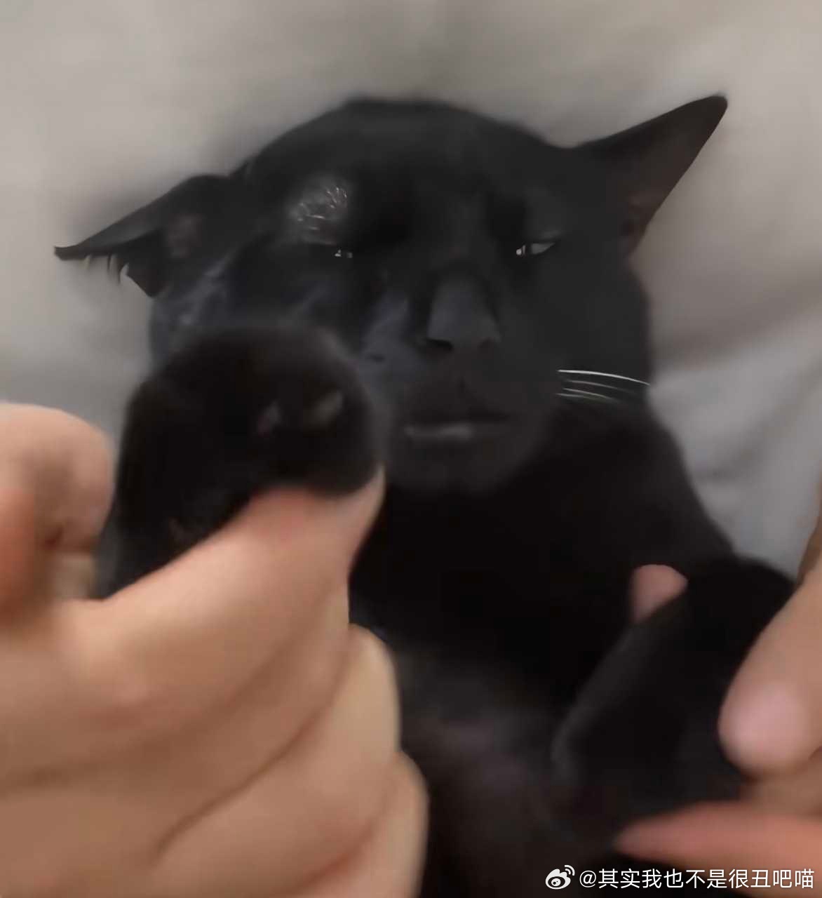50112【丑猫】发出去了奖励小猫香吻一枚💋（皮下：还有强制爱。 