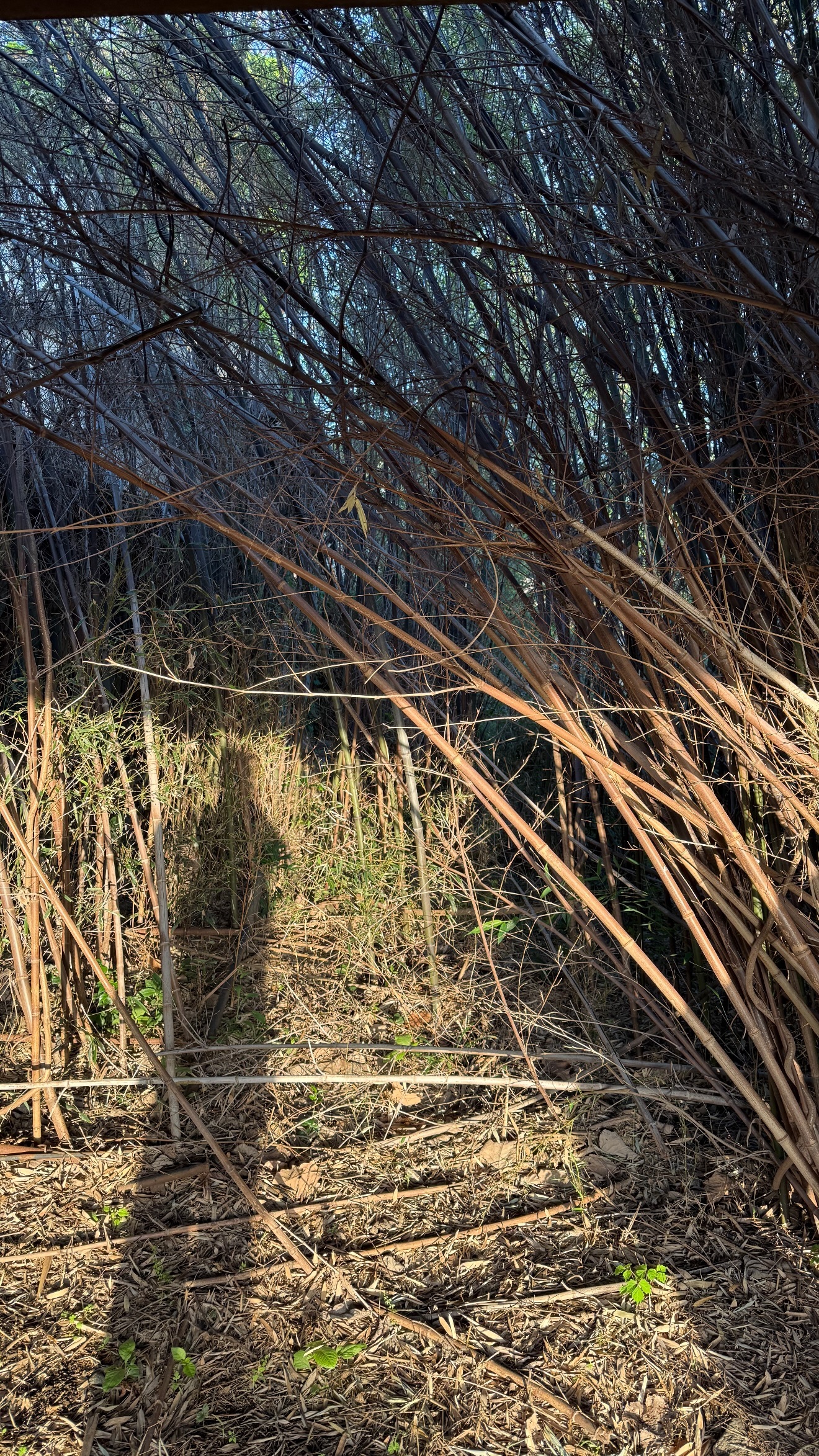 濱尾矩考（ins 快拍 