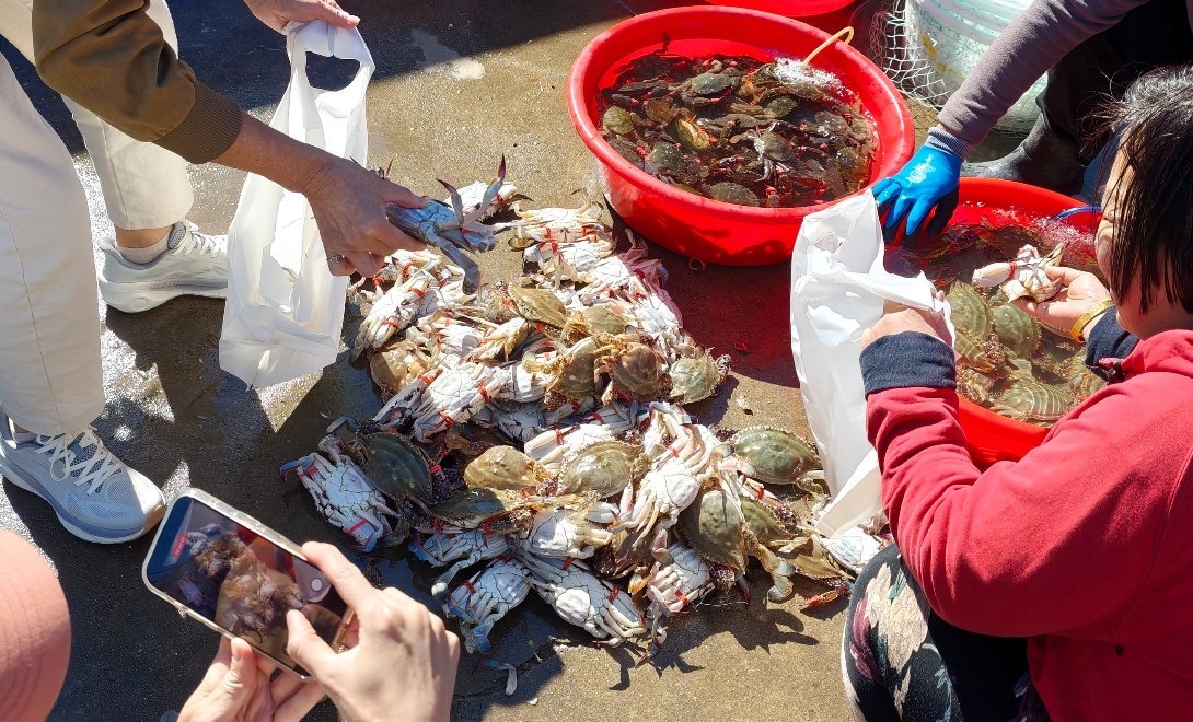 东戴河这边大集的梭子蟹🦀真便宜，25元一斤！个个活！[色]北京至少要70一斤！