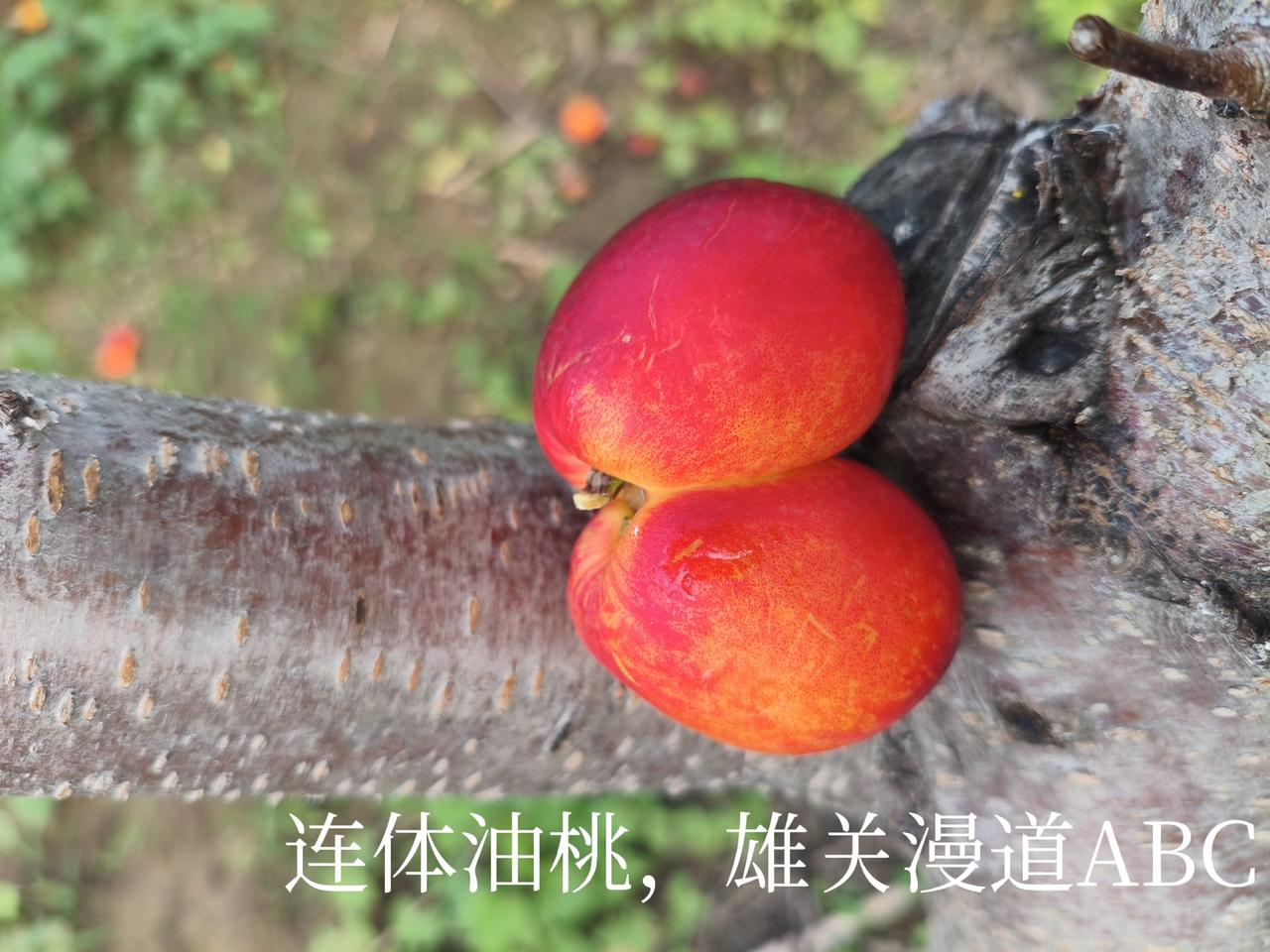 友出上联：穿冬衣摇夏扇岂知春秋，
我对下联：游南海逛北江专买东西。
购物狂[大笑
