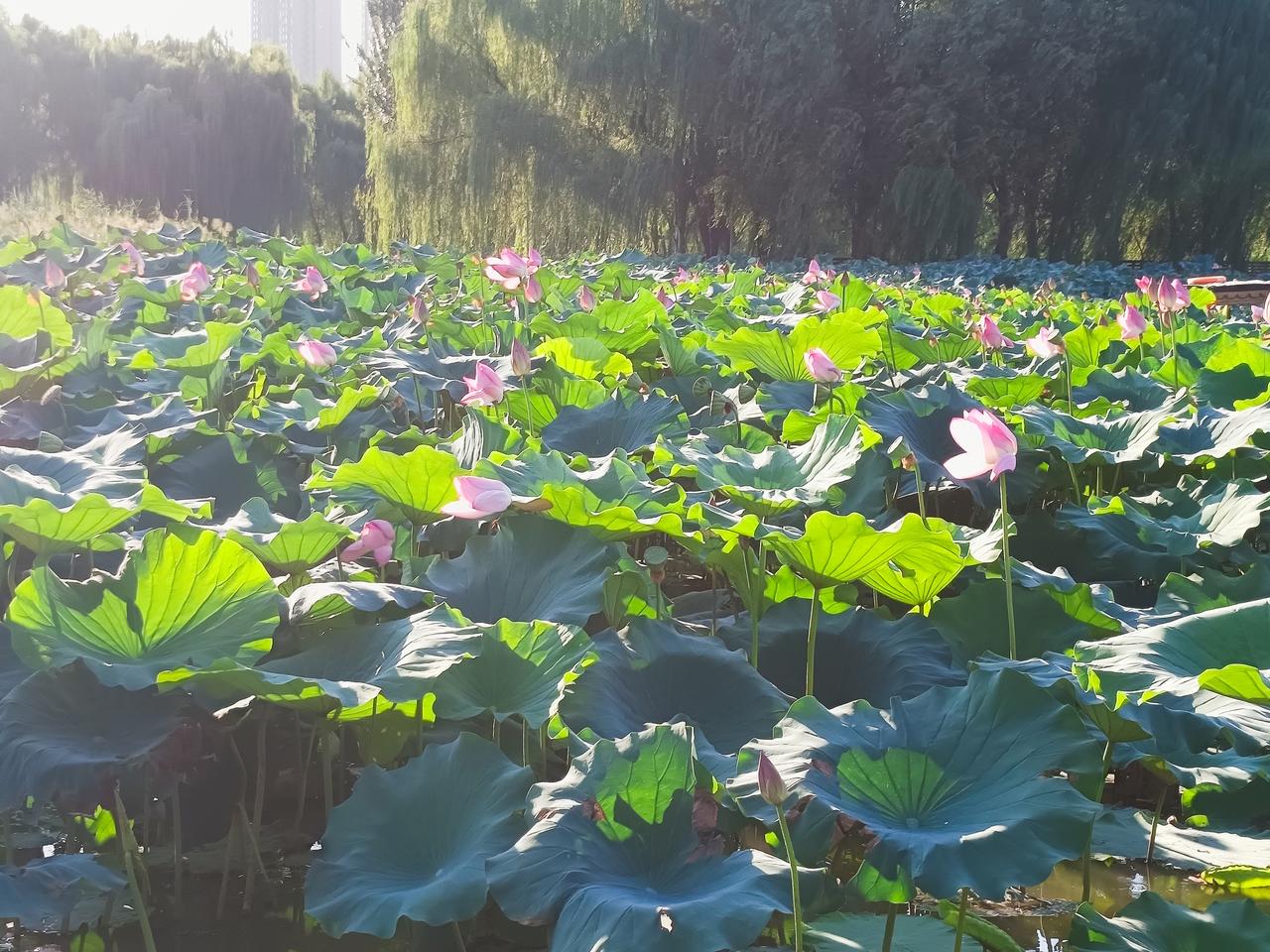 西安浐灞桃花潭公园 游玩新项目 划着小船赏荷花 品茶论道 西安灞河风光 桃花潭山