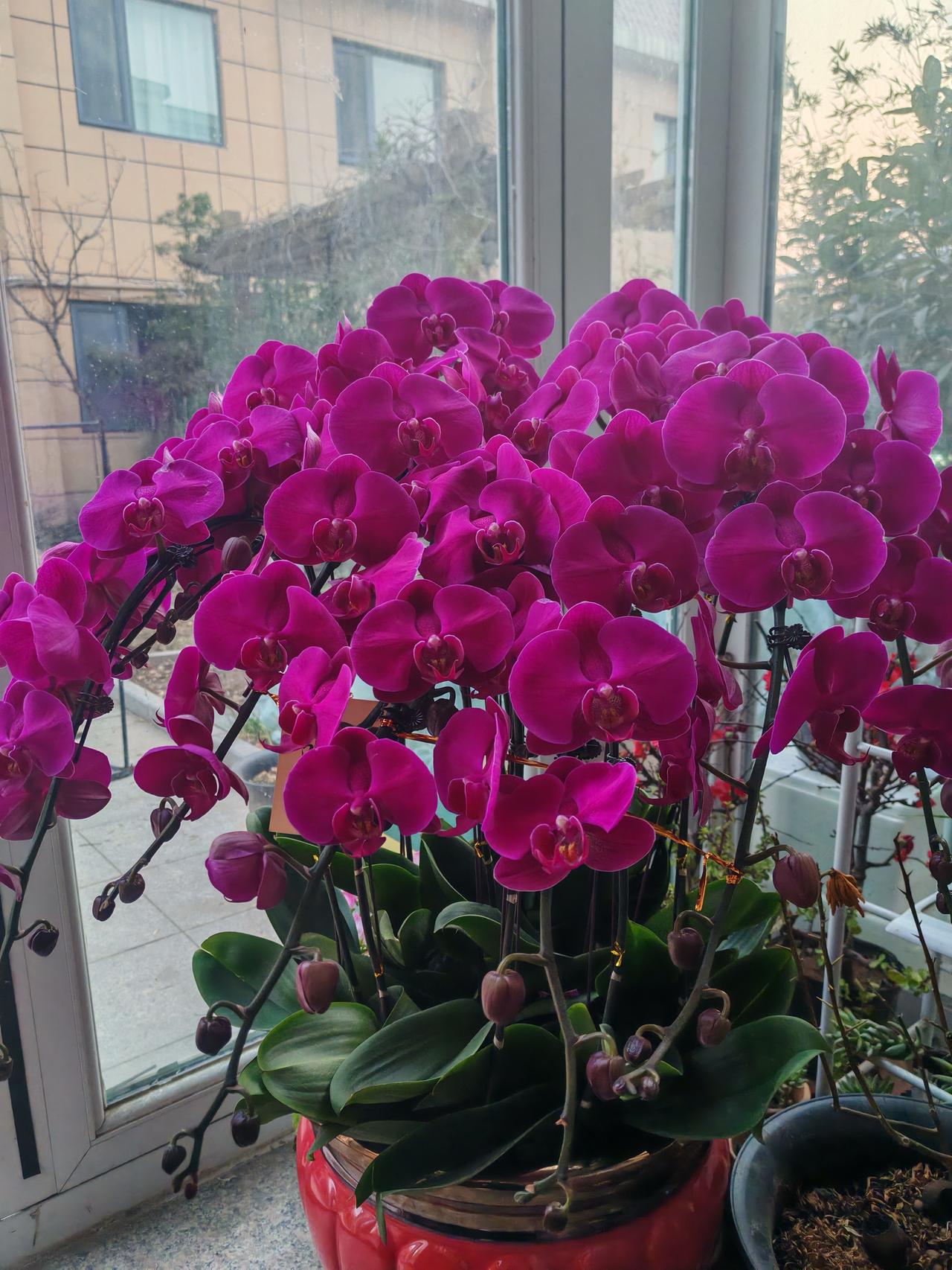 有了蝴蝶兰好像就是圆圆满满。蝴蝶兰 过大年