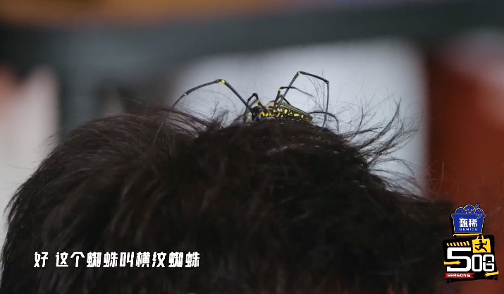 邓超superman变spiderman邓超把毒蜘蛛放在头上从超人秒变蜘蛛侠，邓