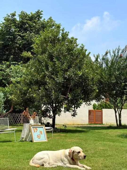 宠物友好🐶｜小狗可以在这惬意酣睡💤