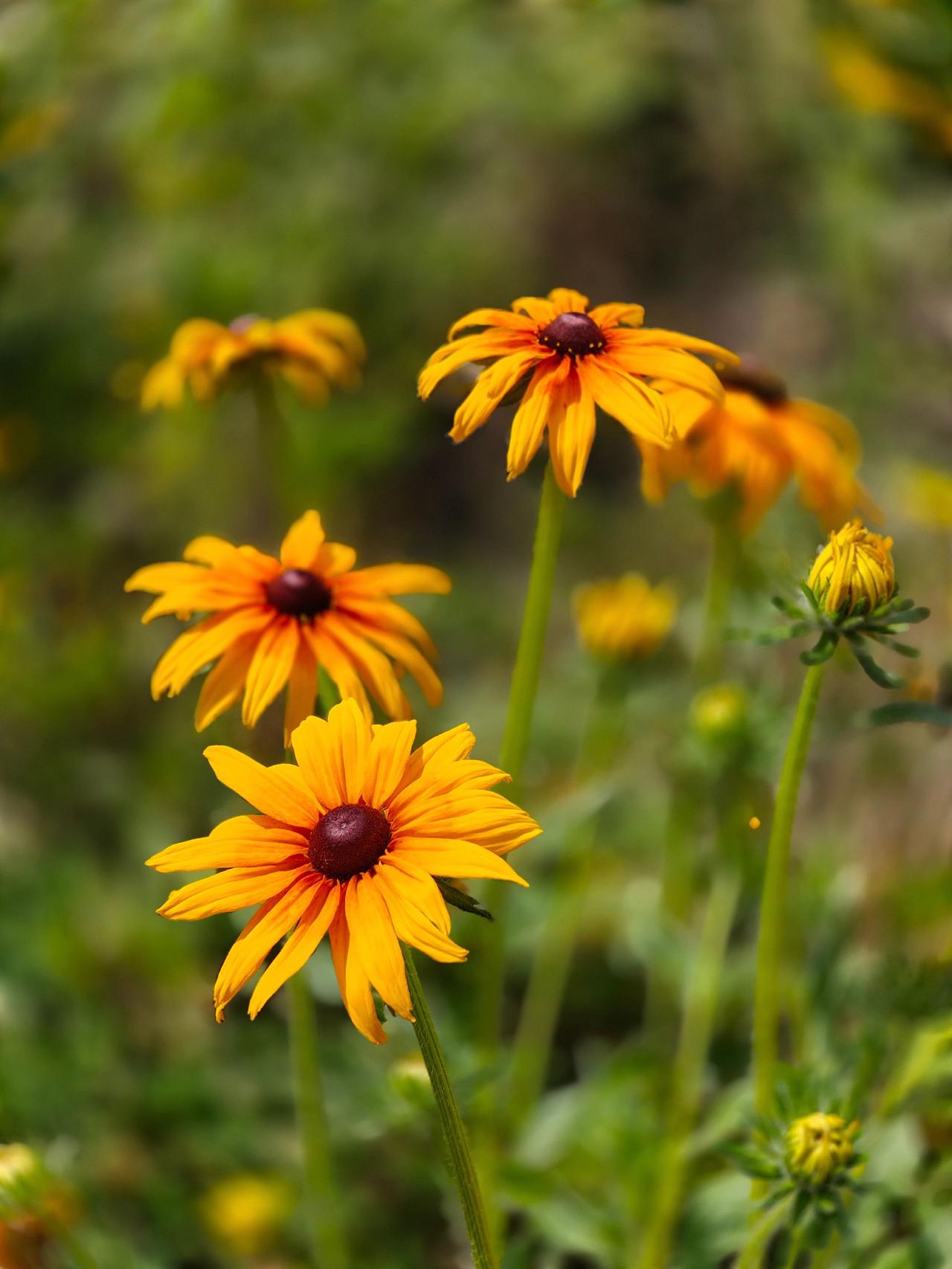 抖音邀你来赏花听歌
