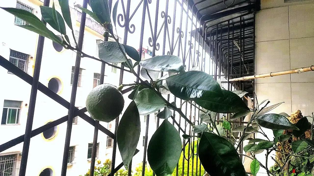 花盆里栽了一棵橘子树，说句实话，不知道买的时候，队友是咋想的，反正若干年前人家就