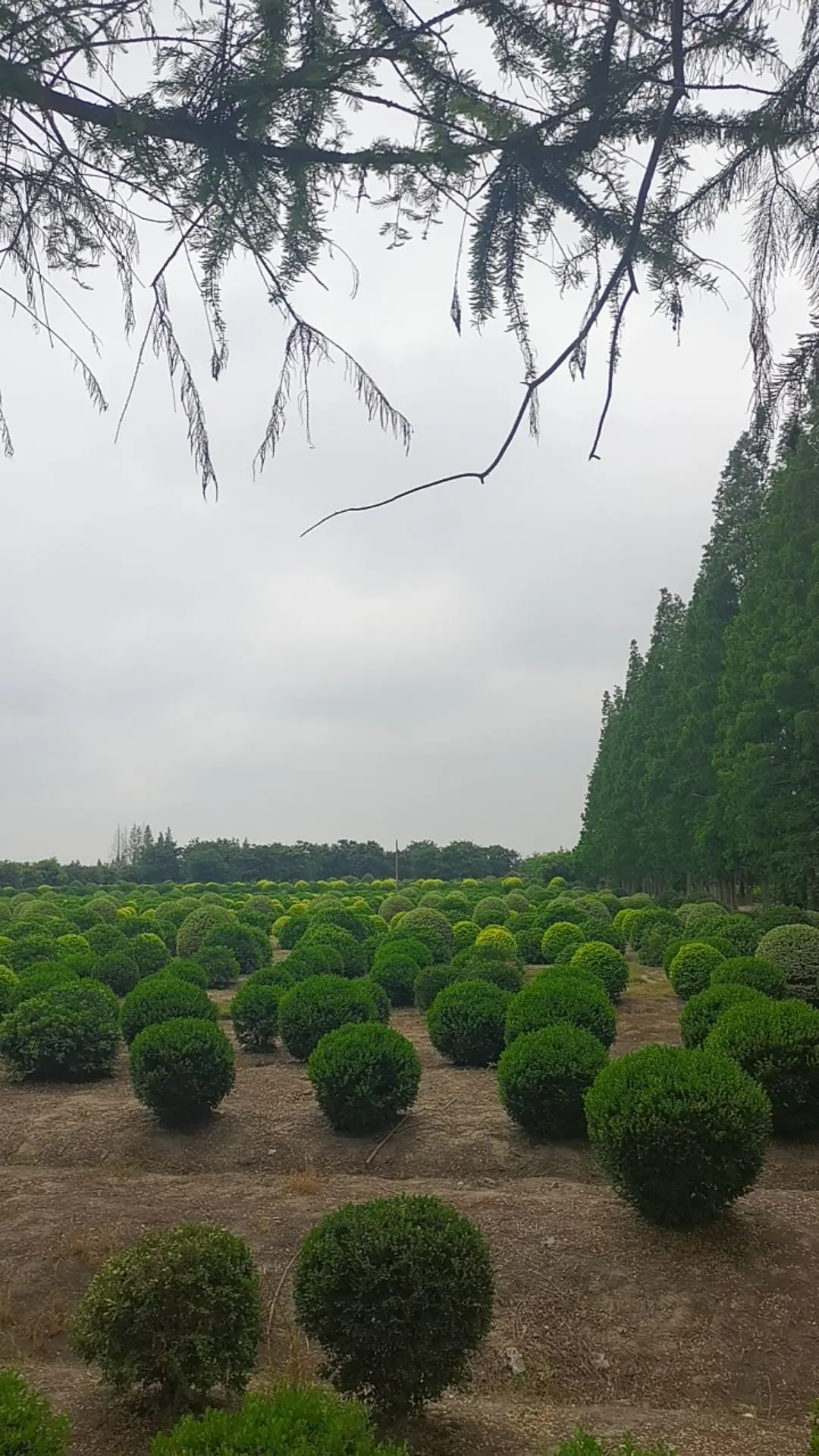 还玩个球