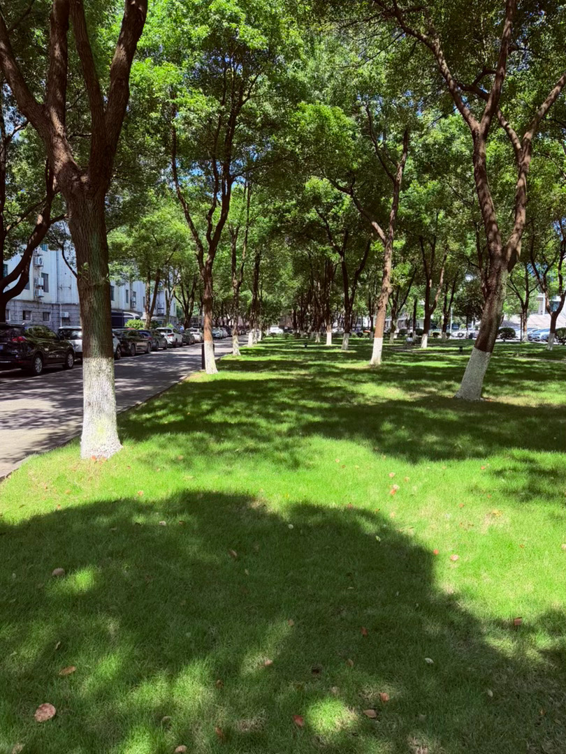 生活手记记录真实生活摄影摄影摄影 夏木成荫，揽一廊清欢入流年盛夏的晴日拨开薄雾，