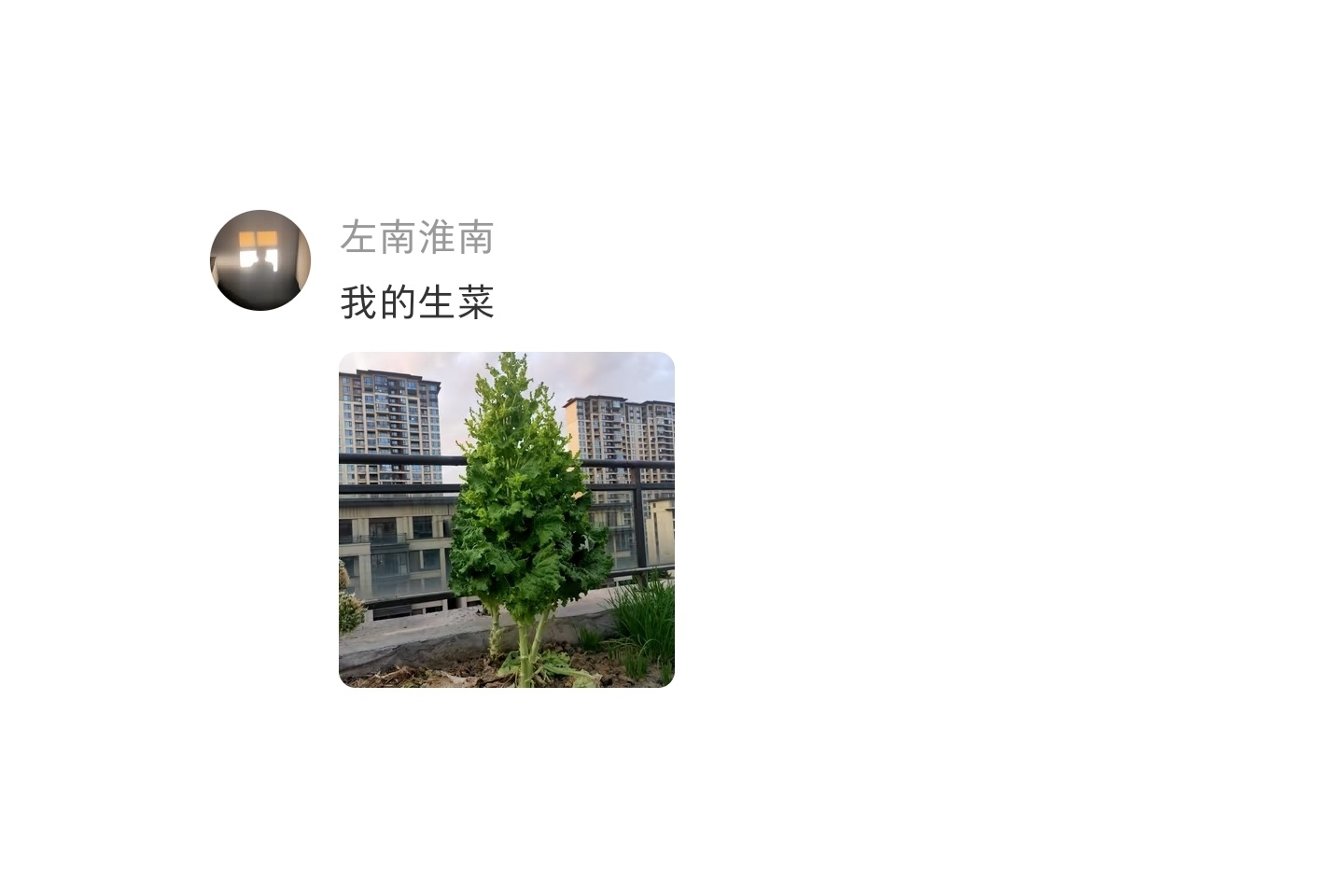 辛苦种了两个月的番茄 