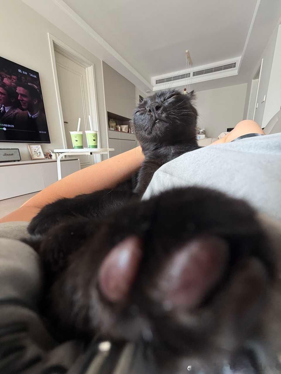 49449【丑猫】朋友家小孩丑丑但黏人 