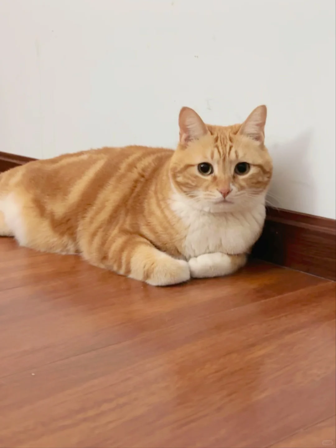 天冷猫先知