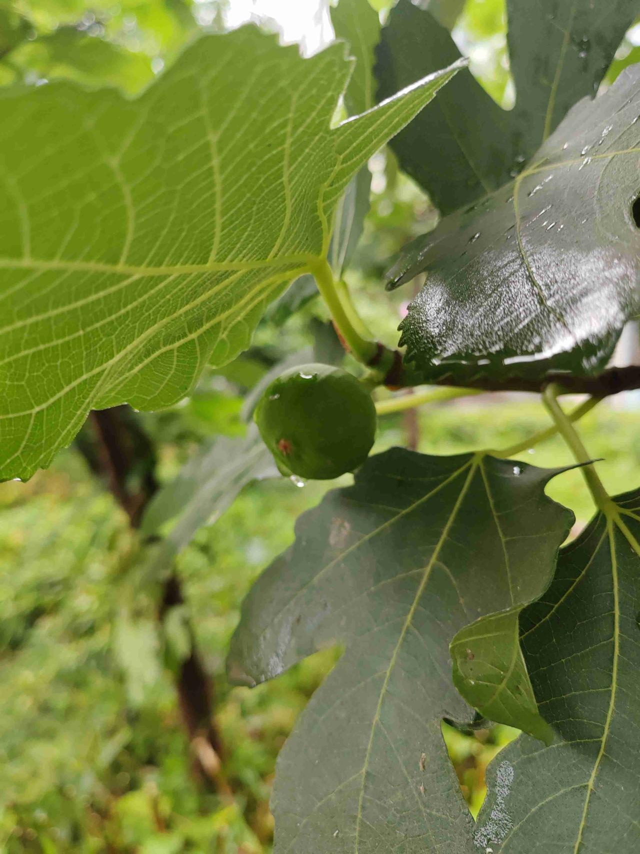 雨还在下着，已经下了一整夜了，驱散了前几天的酷暑难耐，今天终于凉快下来了。走在外