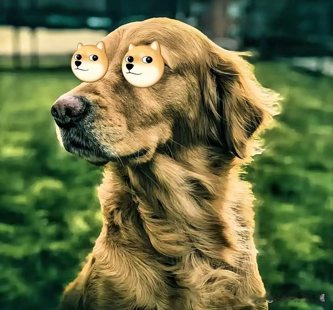 一个要好的同学过生日，邀我去吃饭，杀了一条狗。过生日请朋友吃狗肉，真舍得花钱啊，