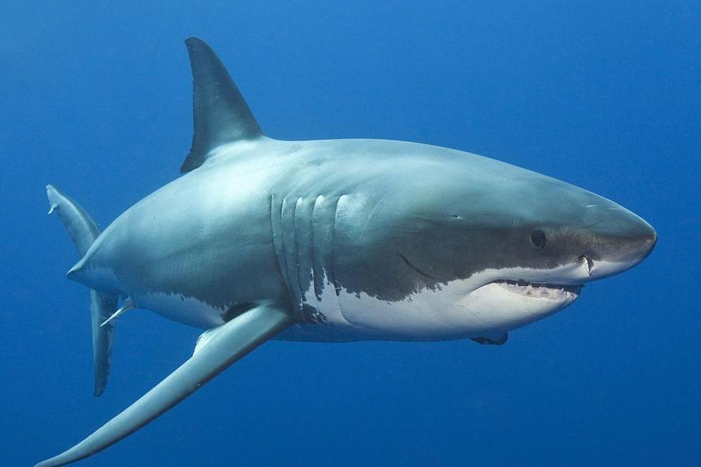 一小网红来大姨妈但坚持下水去和鲨鱼合影，结果因为有血腥味被咬了！
当地医院处理草