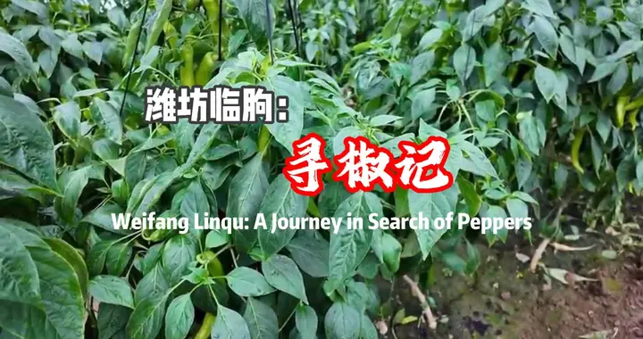 视听山东丨潍坊临朐：寻椒记