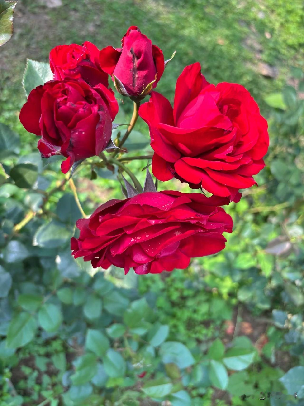 人间最美春日，风软景柔，满眼皆是温柔。
 
阳光温柔洒落，微风轻轻拂面，花开满枝