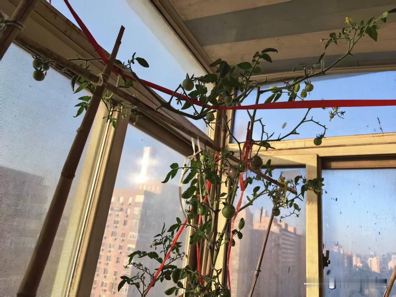 前段日子买了几斤小番茄，有几个还带着枝子，顺手就插在花盆里了。

将近一个月过去