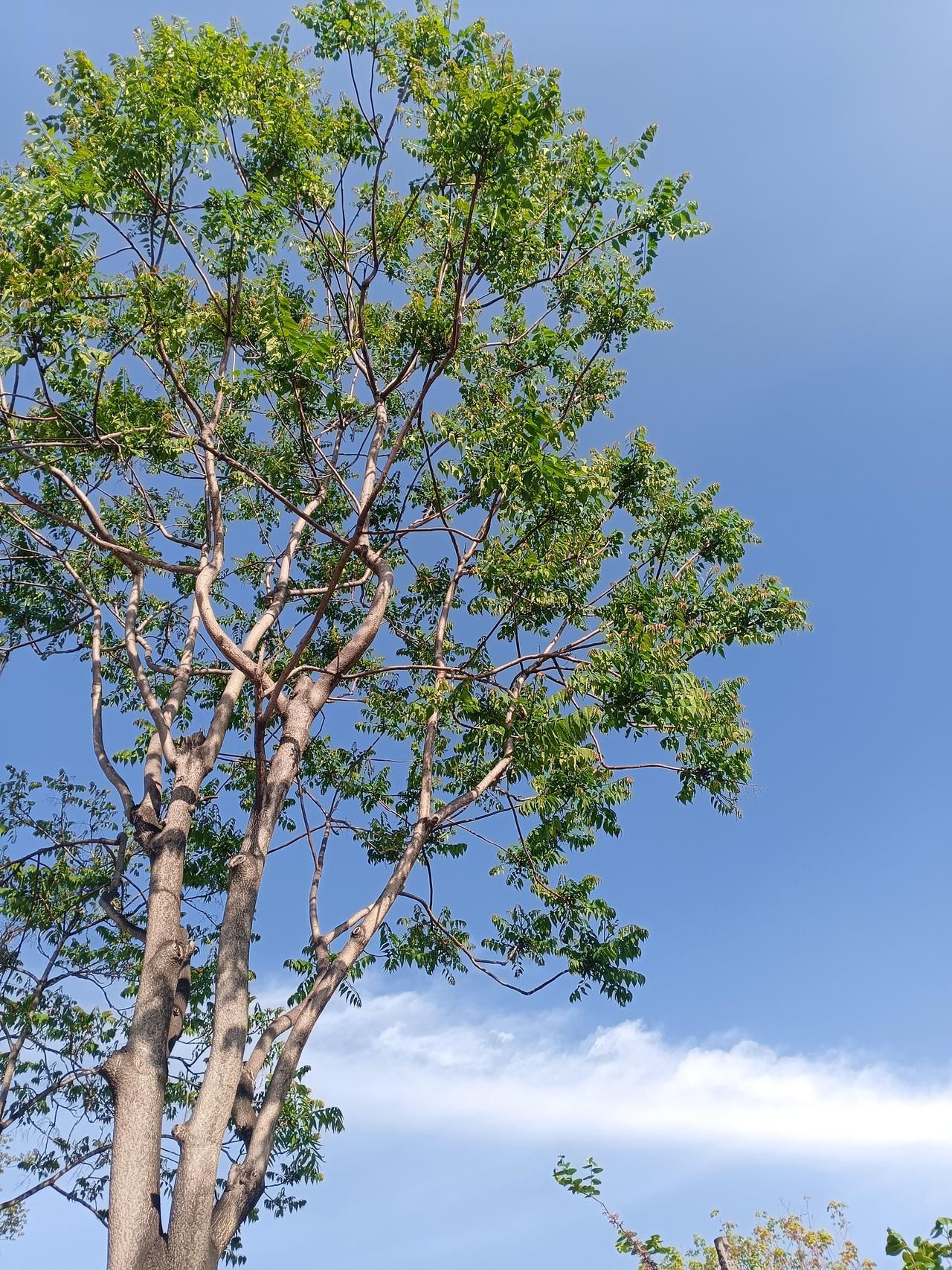 蓝天为幕，新叶在枝头轻晃，是独属于晴日的治愈风景。