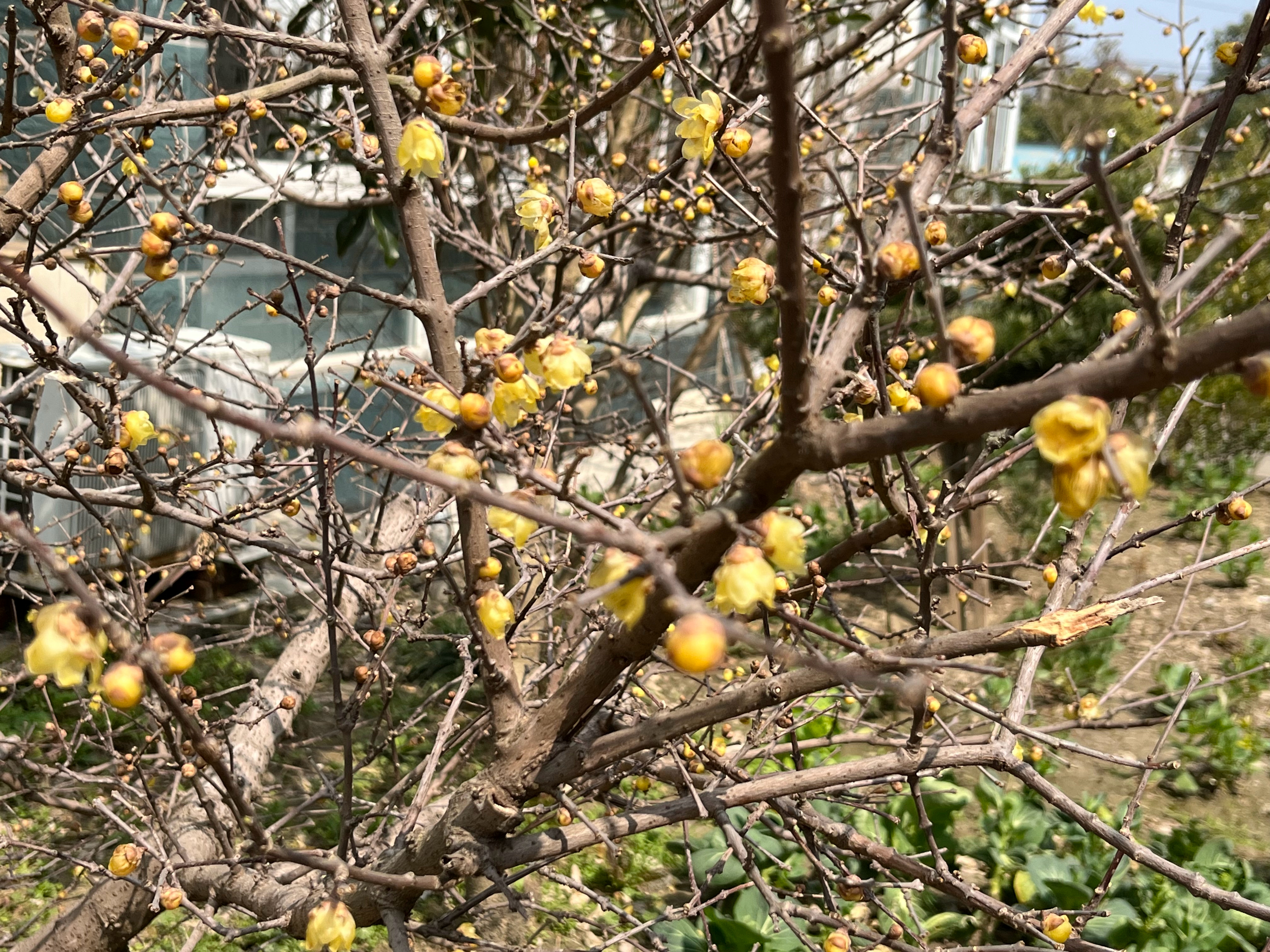 人什么时候开始喜欢上自己的日常生活了，才算是真正生出了人生智慧。——《半山文集》