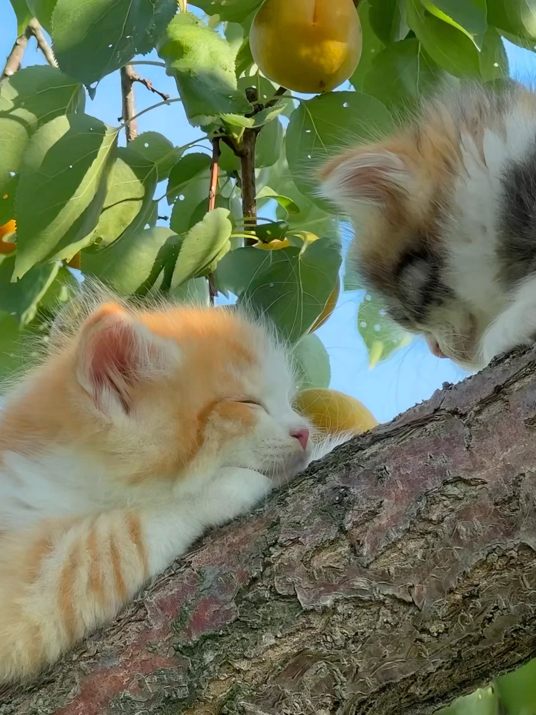 我的时间参照物是村里慢慢长大的小橘猫崽崽