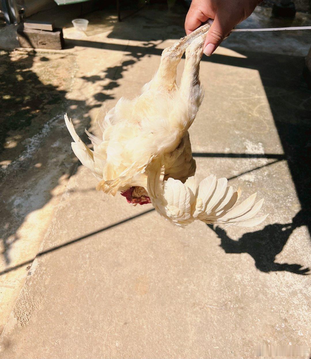 上午一只倒霉的鸡 ​​​