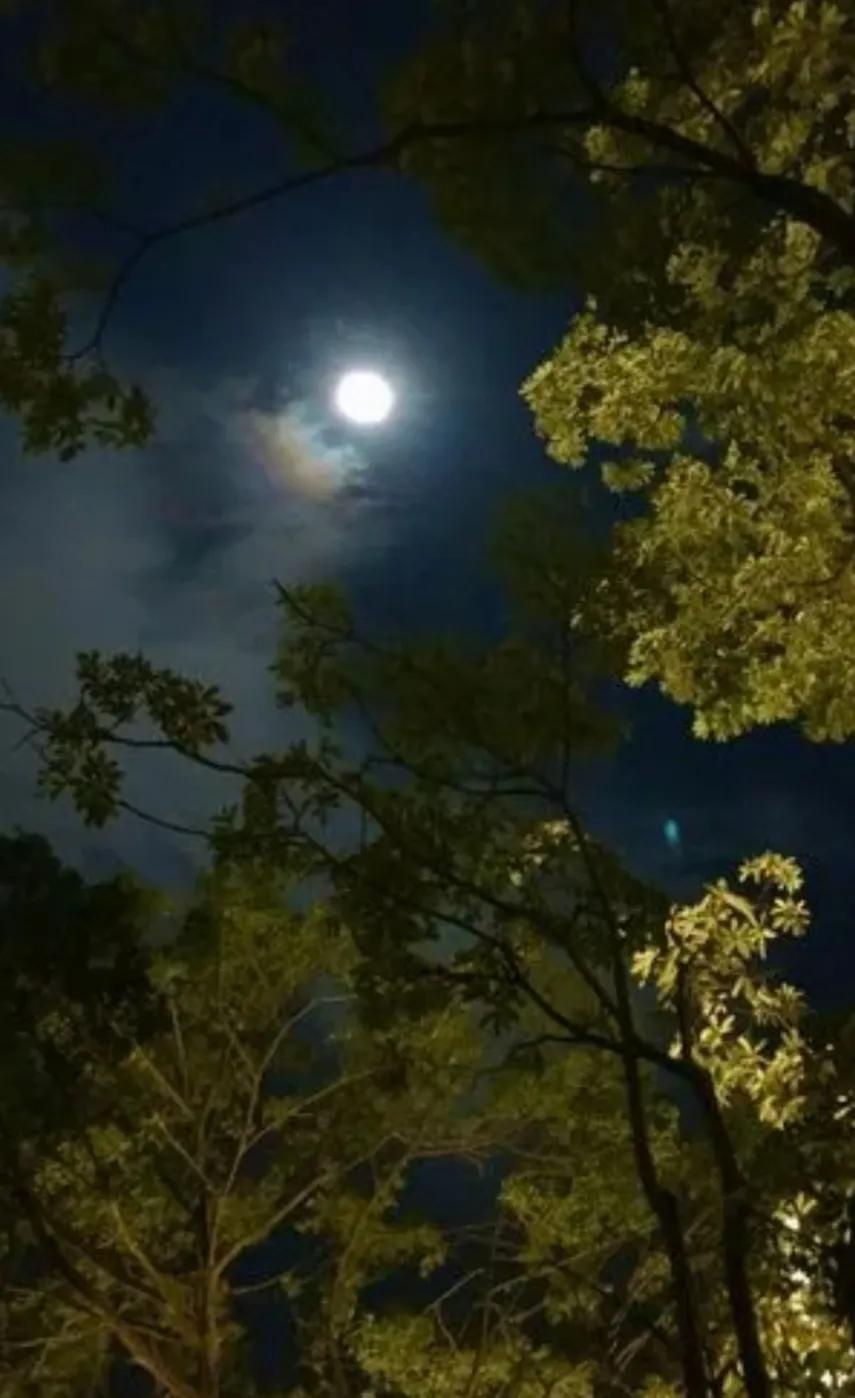 △寒秋望月△
🌕🍂🎋🍒🌸
秋夜漫长望月明，
开窗无意猛凉风。
似有心事