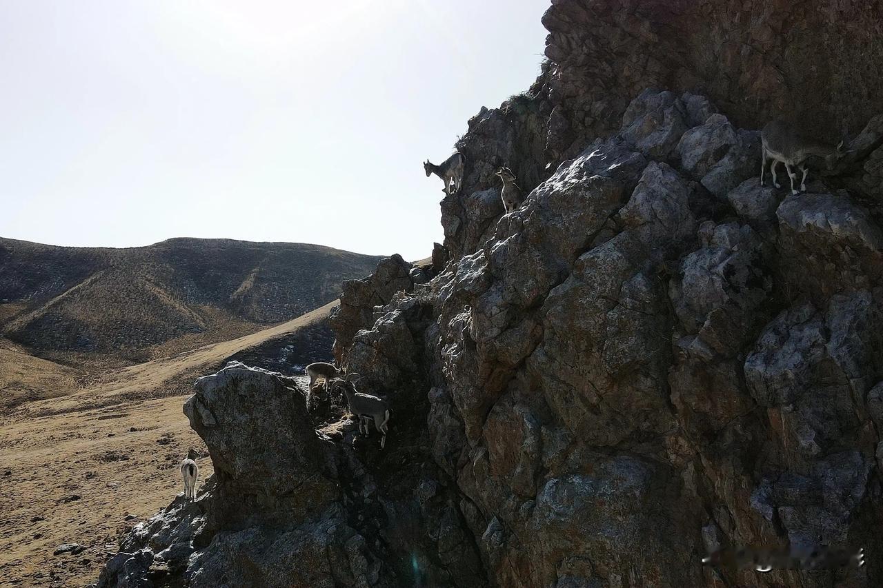 山羊立山巅，眺望远方天。