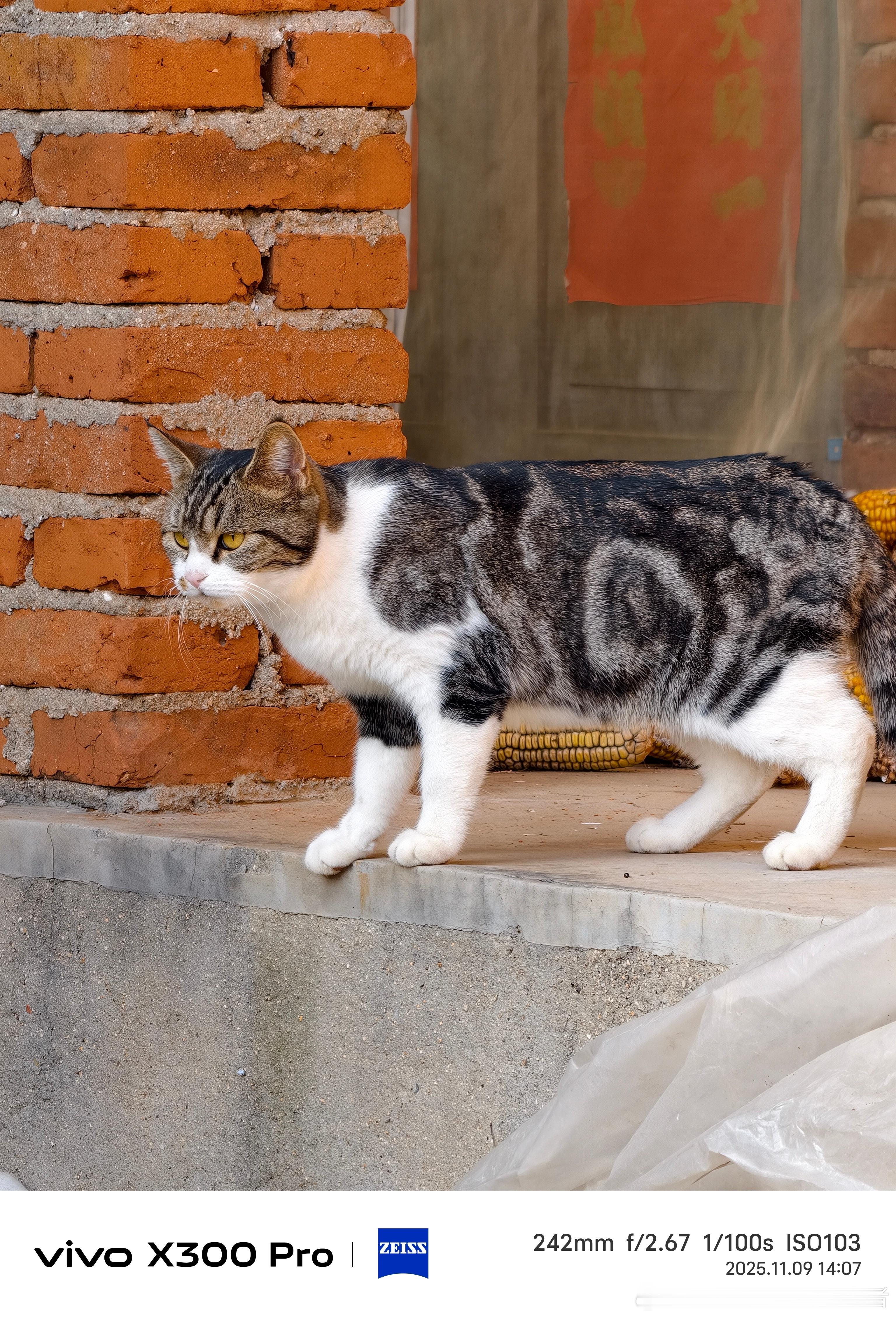 早上好！这三张图分别是 十倍变焦、人像模式、十倍变焦的随手拍，感觉拍摄小猫咪的观